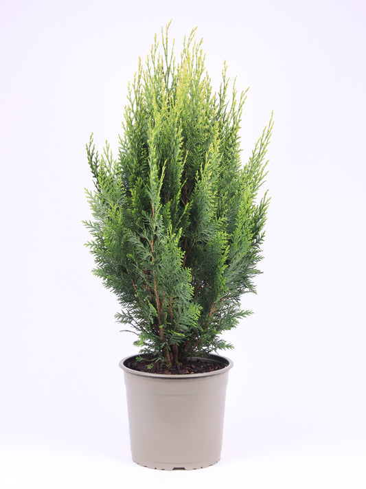 Chamaecyparis White Spot 75cm 23cm Pot