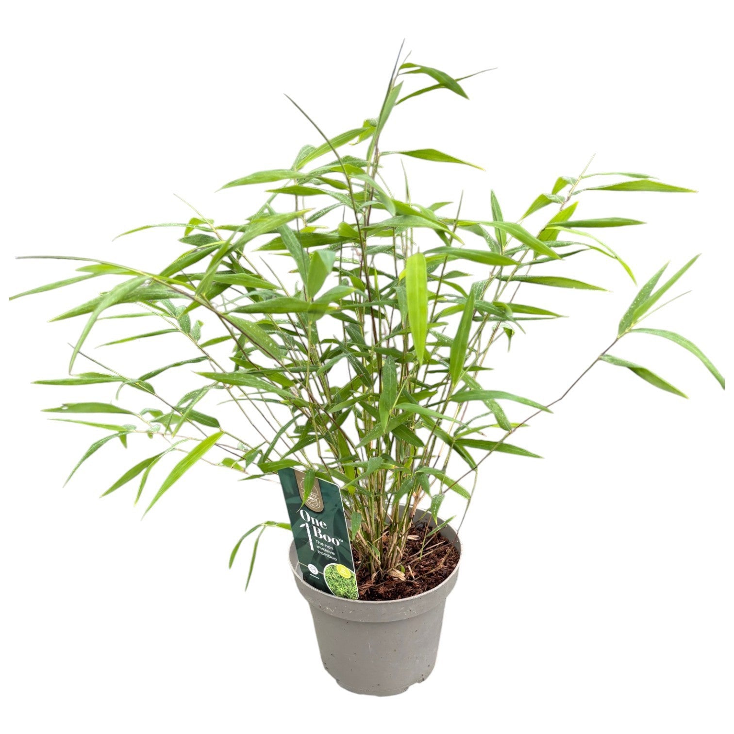 Fargesia angustissima 40cm 14cm Pot