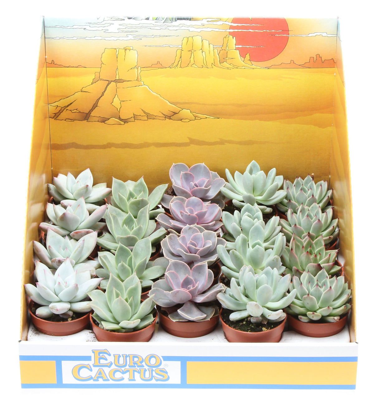 Echeveria mix 8cm 5.5cm Pot