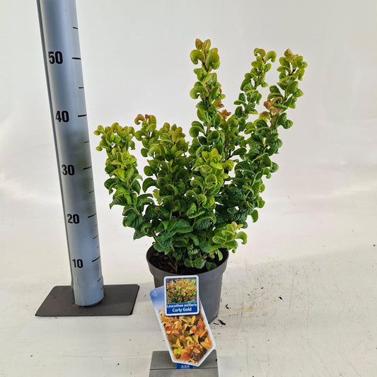 Leucothoe Curly Gold 55cm 17cm Pot