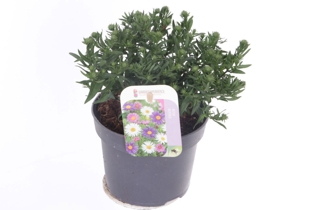 Aster nb. Magic Purple 25cm 13cm Pot