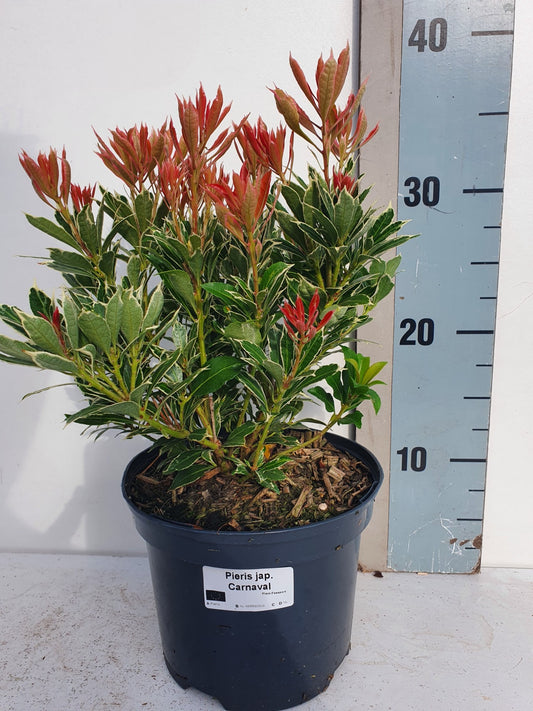 Pieris japonica Carnaval 35cm 17cm Pot