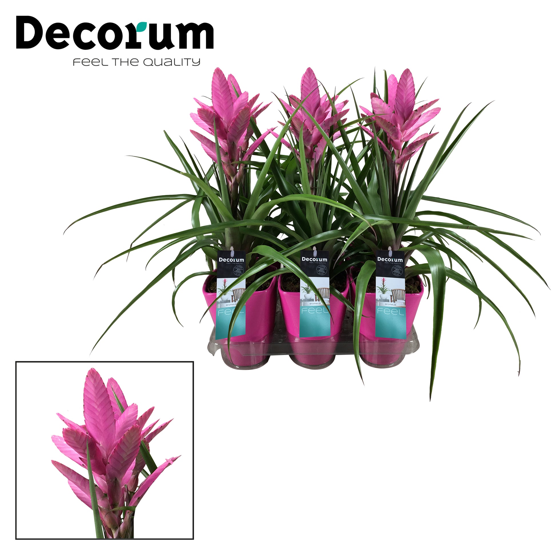 Tillandsia Amira 40cm 14cm Pot