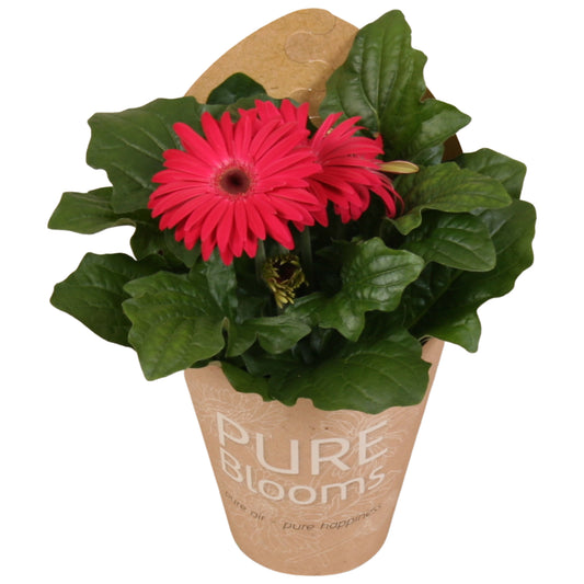 Gerbera Flori Line purple 22cm 12cm Pot