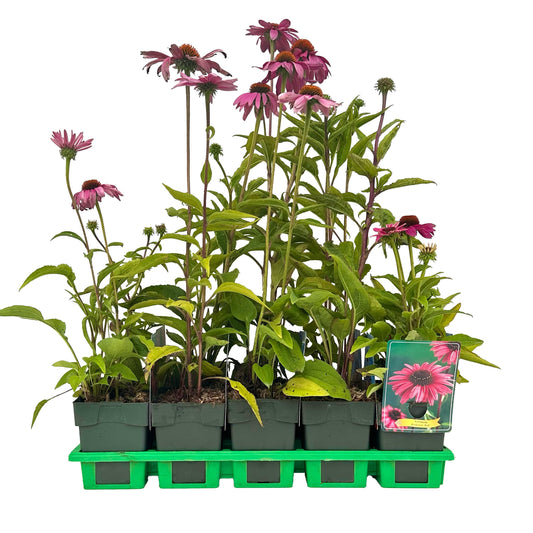 Echinacea purpurea 25cm 11cm Pot