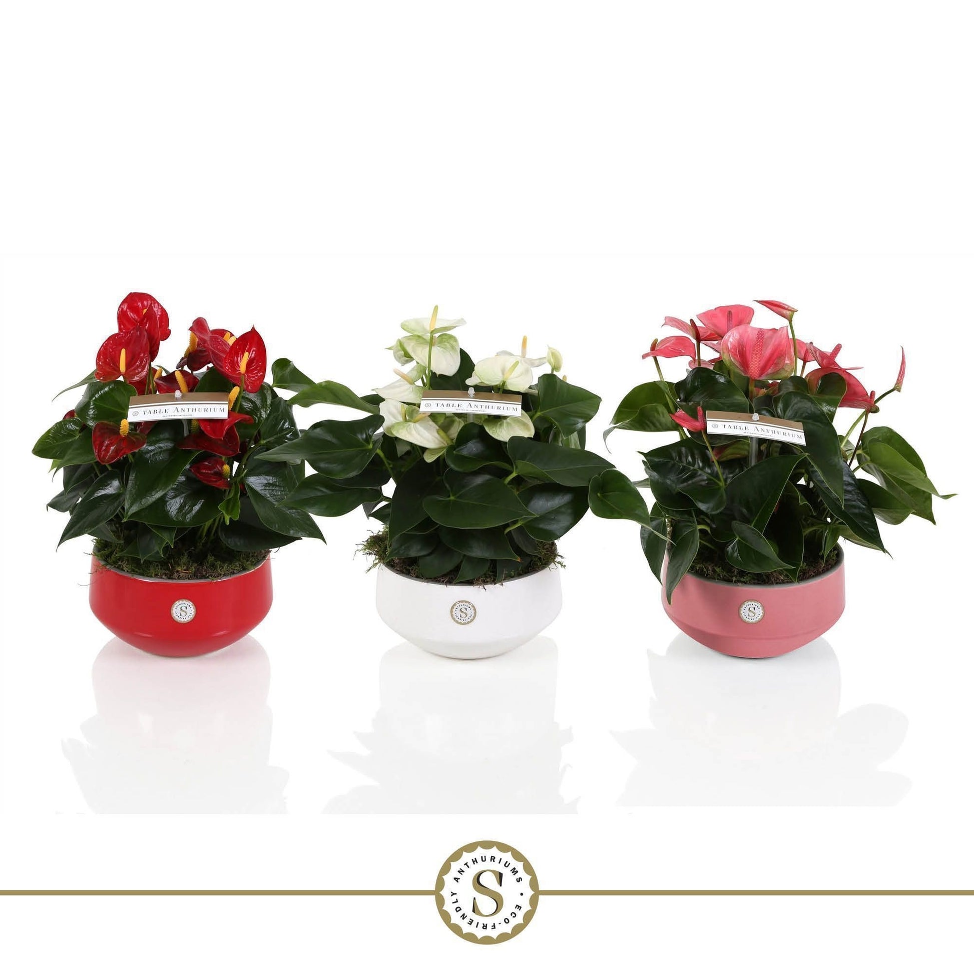 Stolk Brothers BV Anthurium mix Pack of 2