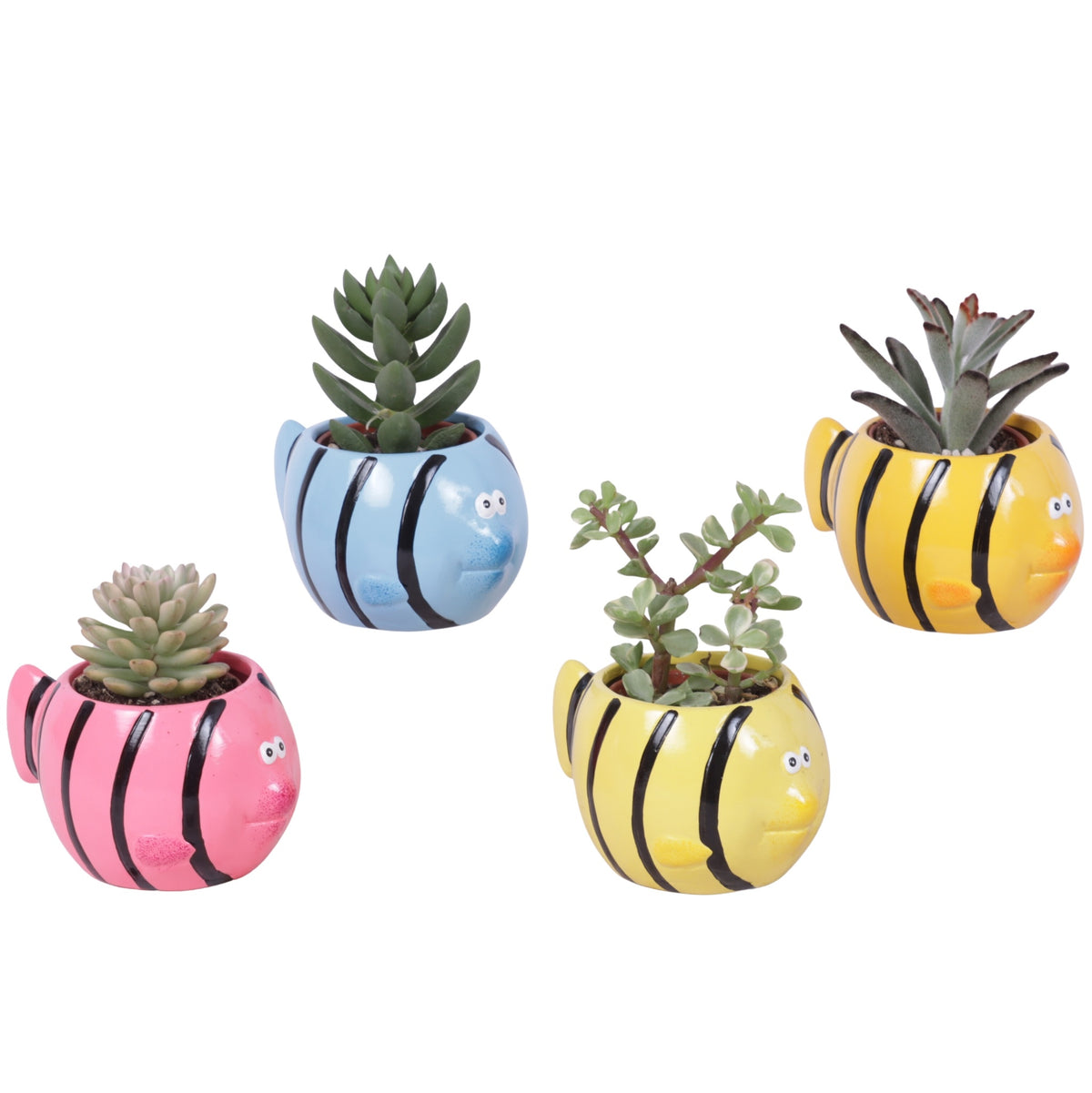 Succulent mix 15cm 12cm Pot