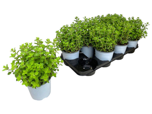 Origanum vulgare 25cm 14cm Pot