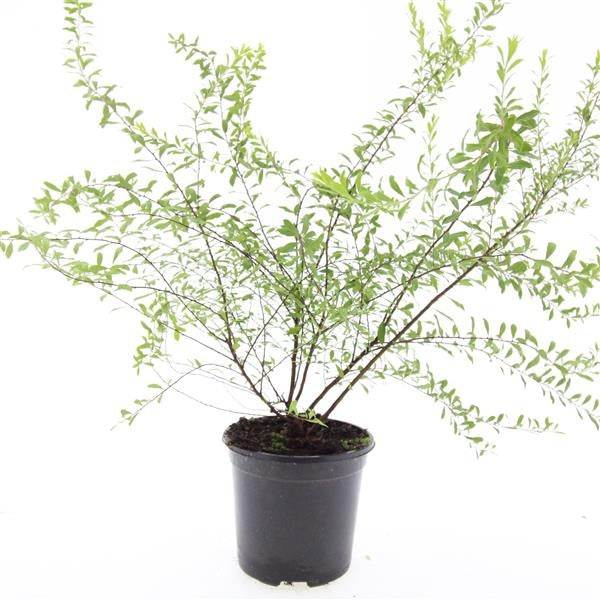 Boer, W.T.M. de Spiraea arguta Pack of 8