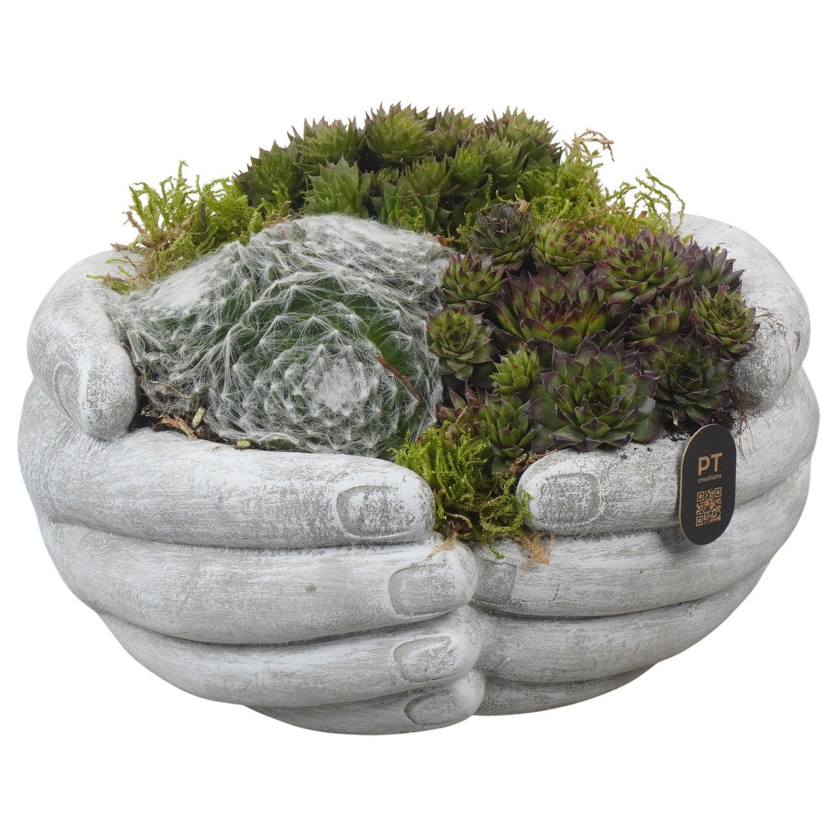 arr. all saints day 14cm 20cm Pot