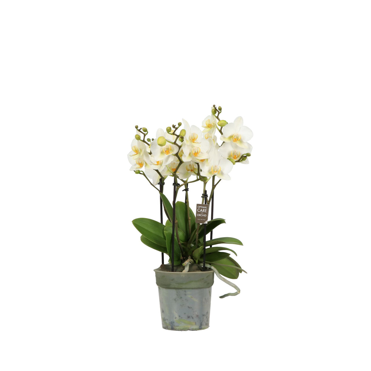 Phalaenopsis multiflora white 45cm 12cm Pot