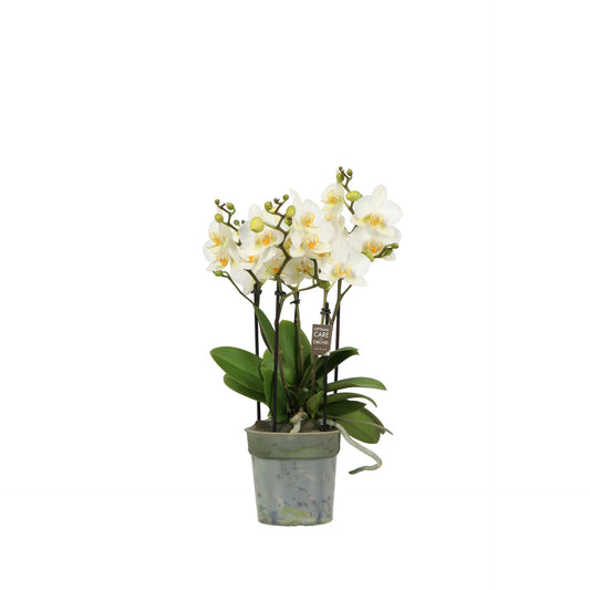Phalaenopsis multiflora white 45cm 12cm Pot