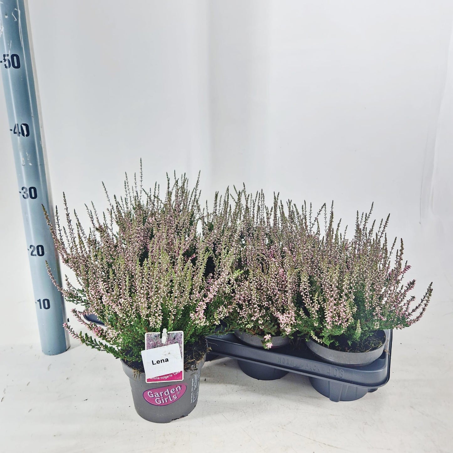 Calluna Garden Girls Lena 25cm 13cm Pot