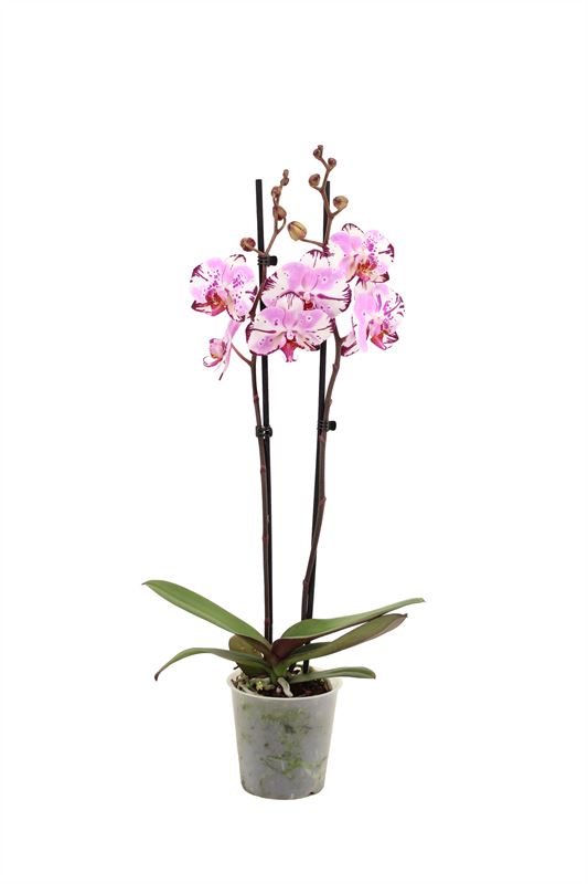 Phalaenopsis pink 55cm 12cm Pot
