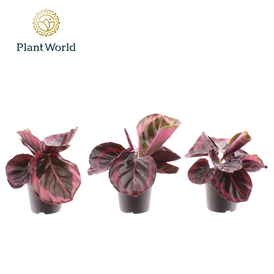 Calathea Princess Jesse 20cm 7cm Pot