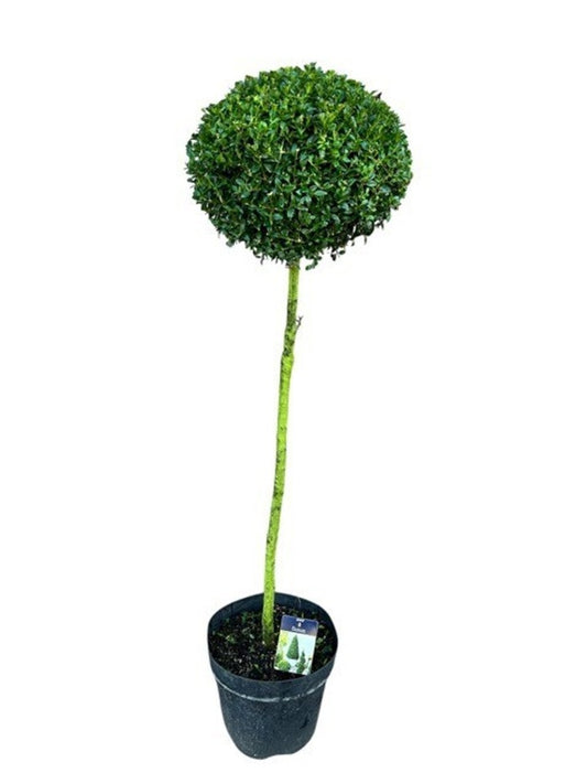 Buxus sempervirens ball 140cm 31cm Pot