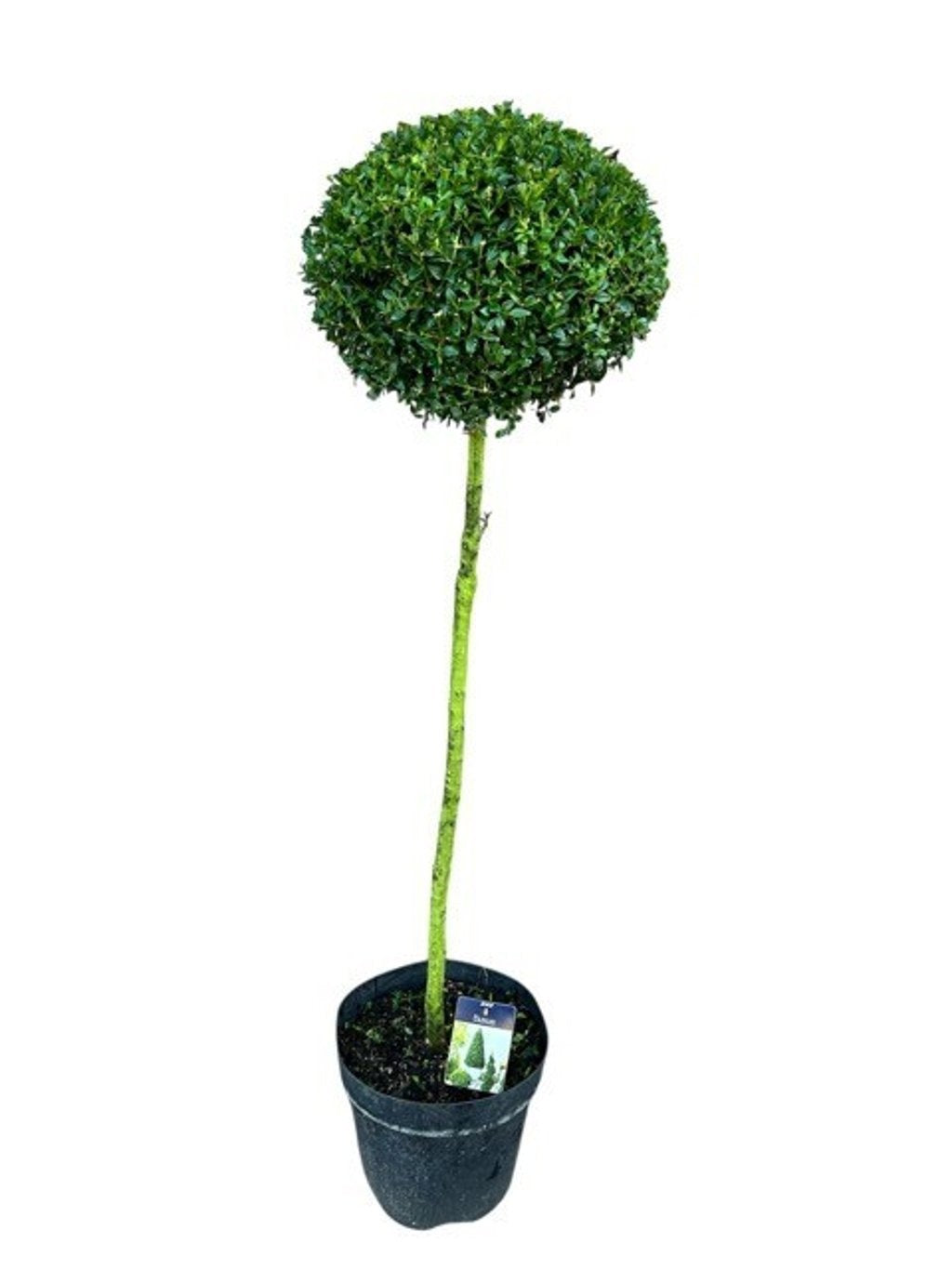 Buxus sempervirens ball 140cm 31cm Pot