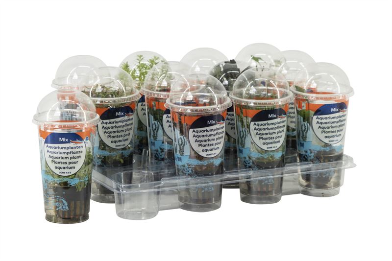 Waterplkw R. Moerings Aquarium plant mix Pack of 12