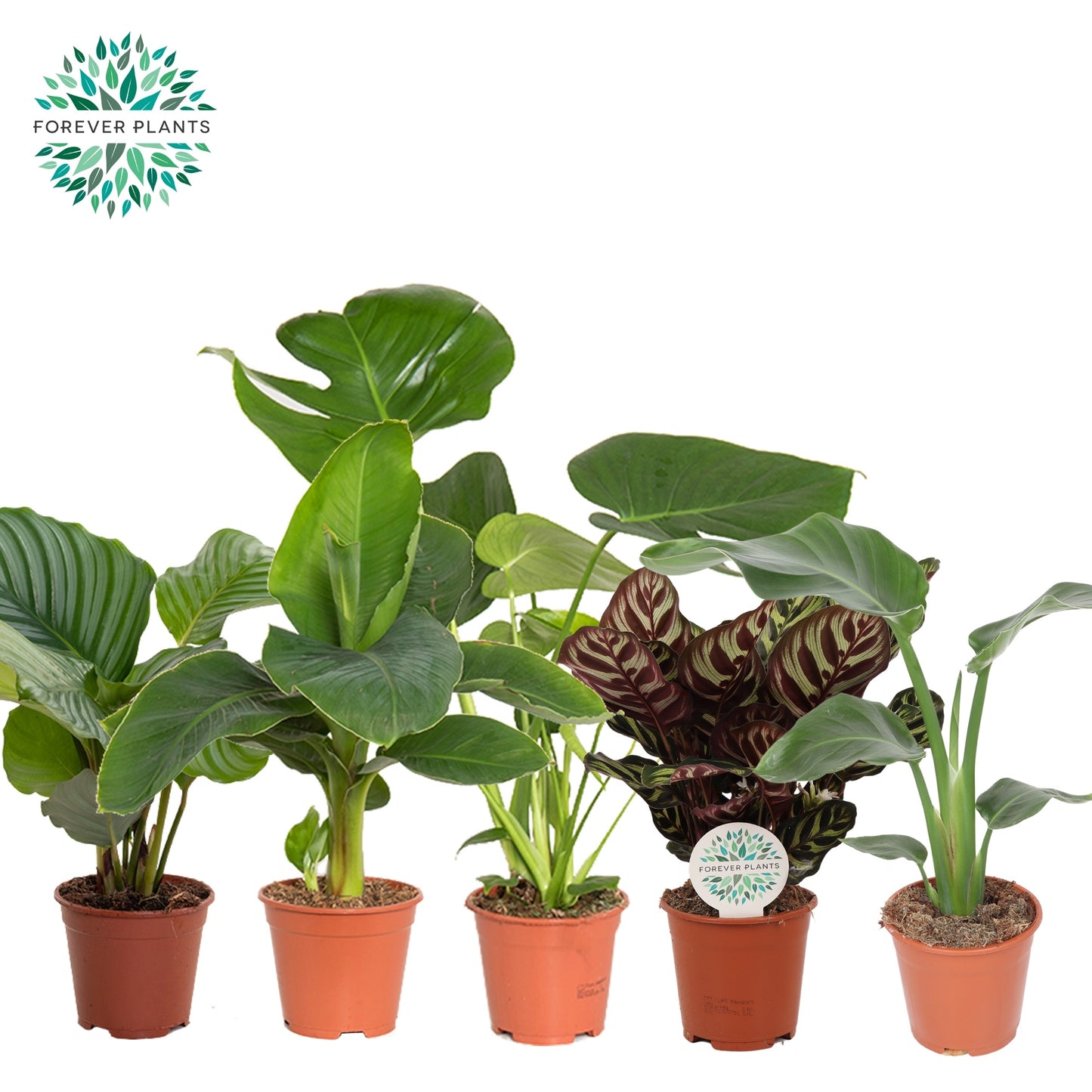 Foliage houseplants mix 50cm 14cm Pot