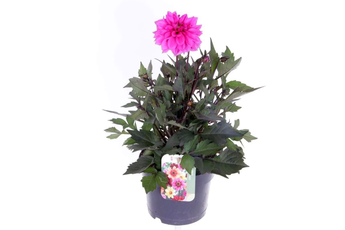 Dahlia Happy Days Purple 50cm 17cm Pot