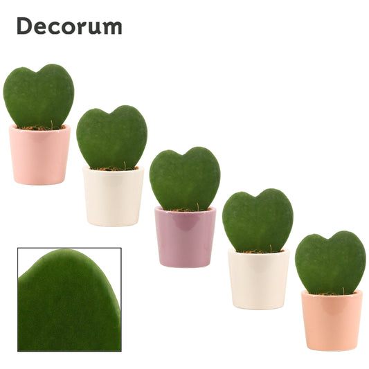 Duijn-Hove BV, kwekerij Hoya kerrii Pack of 15