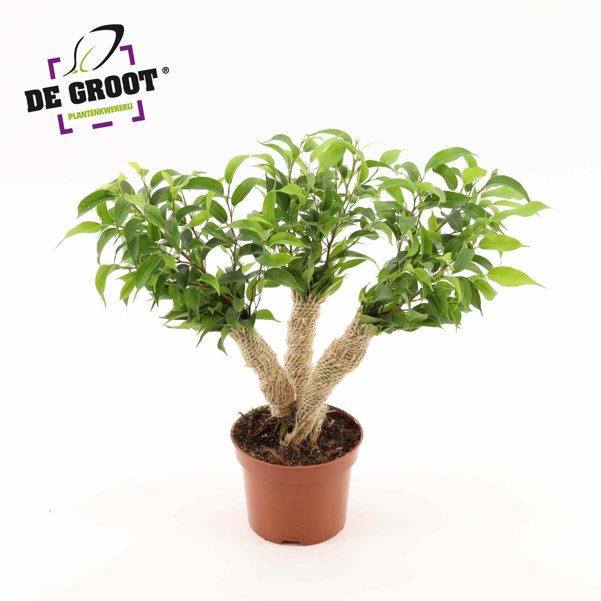 Ficus benj. Natasja 35cm 12cm Pot