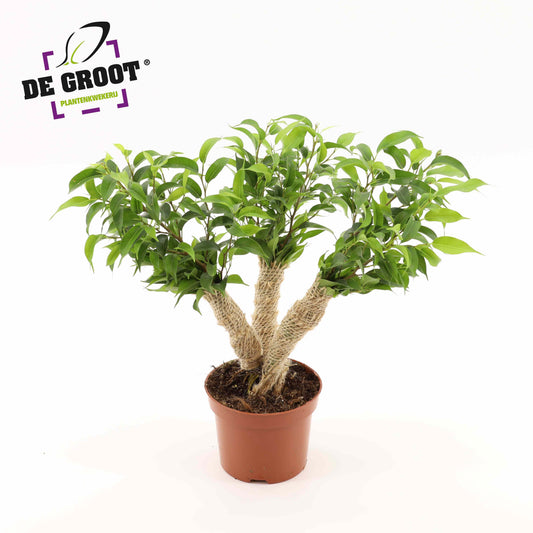 Ficus benj. Natasja 35cm 12cm Pot