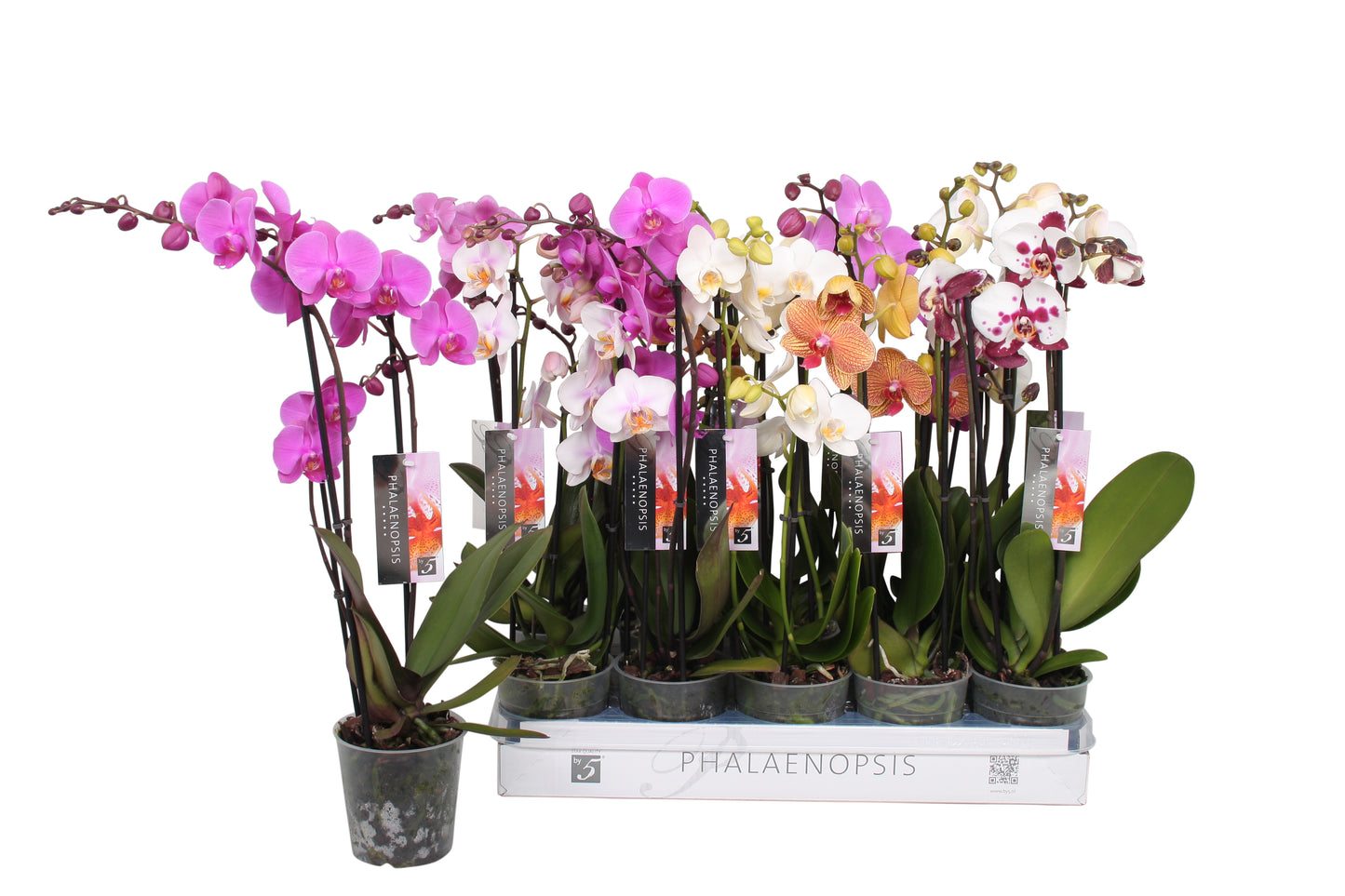 Phalaenopsis mix 60cm 12cm Pot