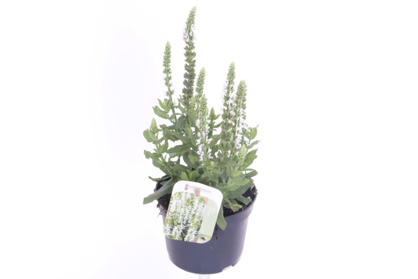 Salvia nem. Sensation White 30cm 13cm Pot