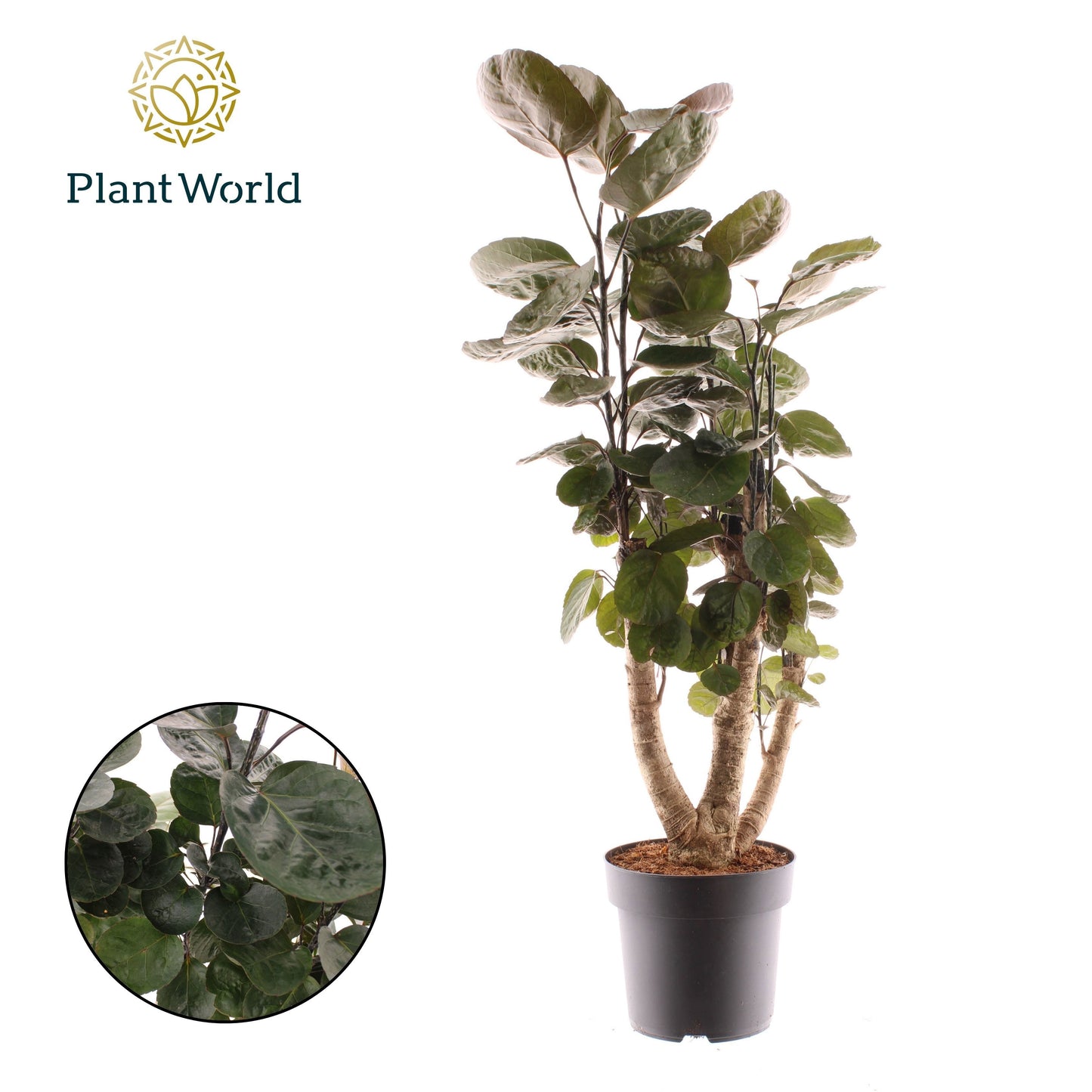 Polyscias Fabian branched 90cm 21cm Pot