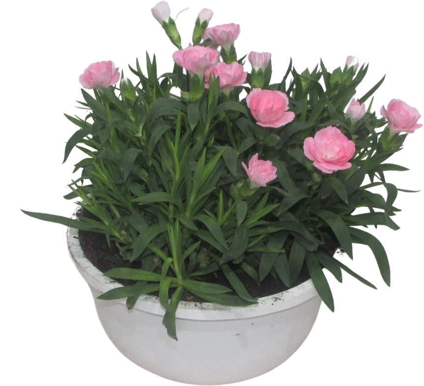 Dianthus Oscar 22cm 19cm Pot