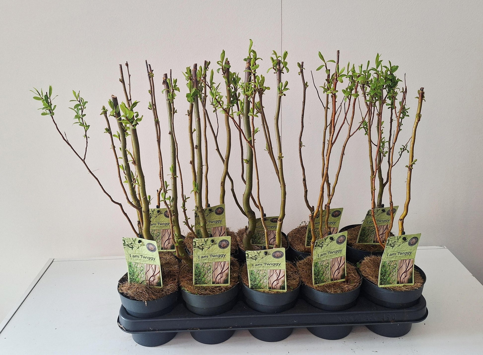 Salix Tortuosa 35cm 12cm Pot