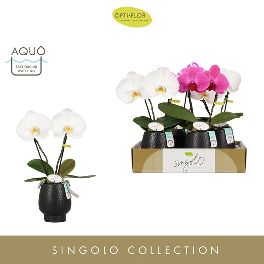 Phalaenopsis mix 40cm 9cm Pot