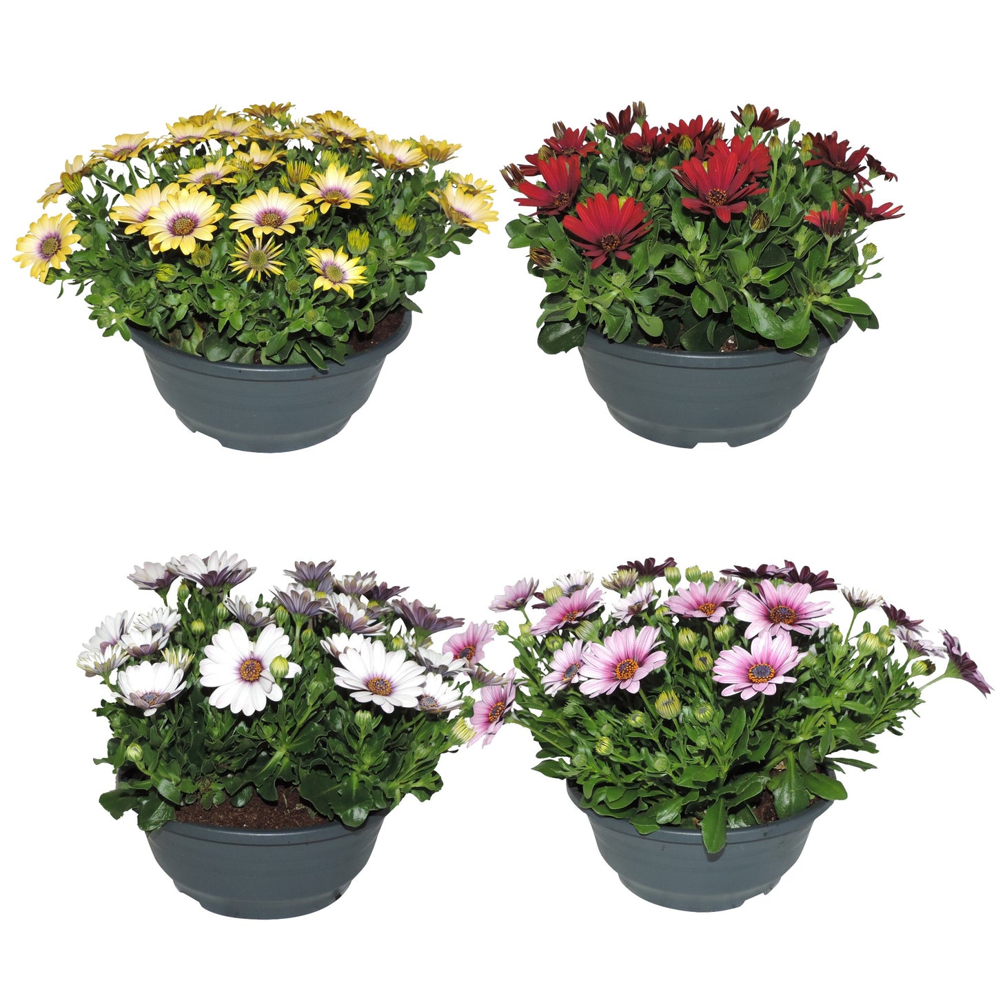 Osteospermum Senorita mix 25cm 19cm Pot