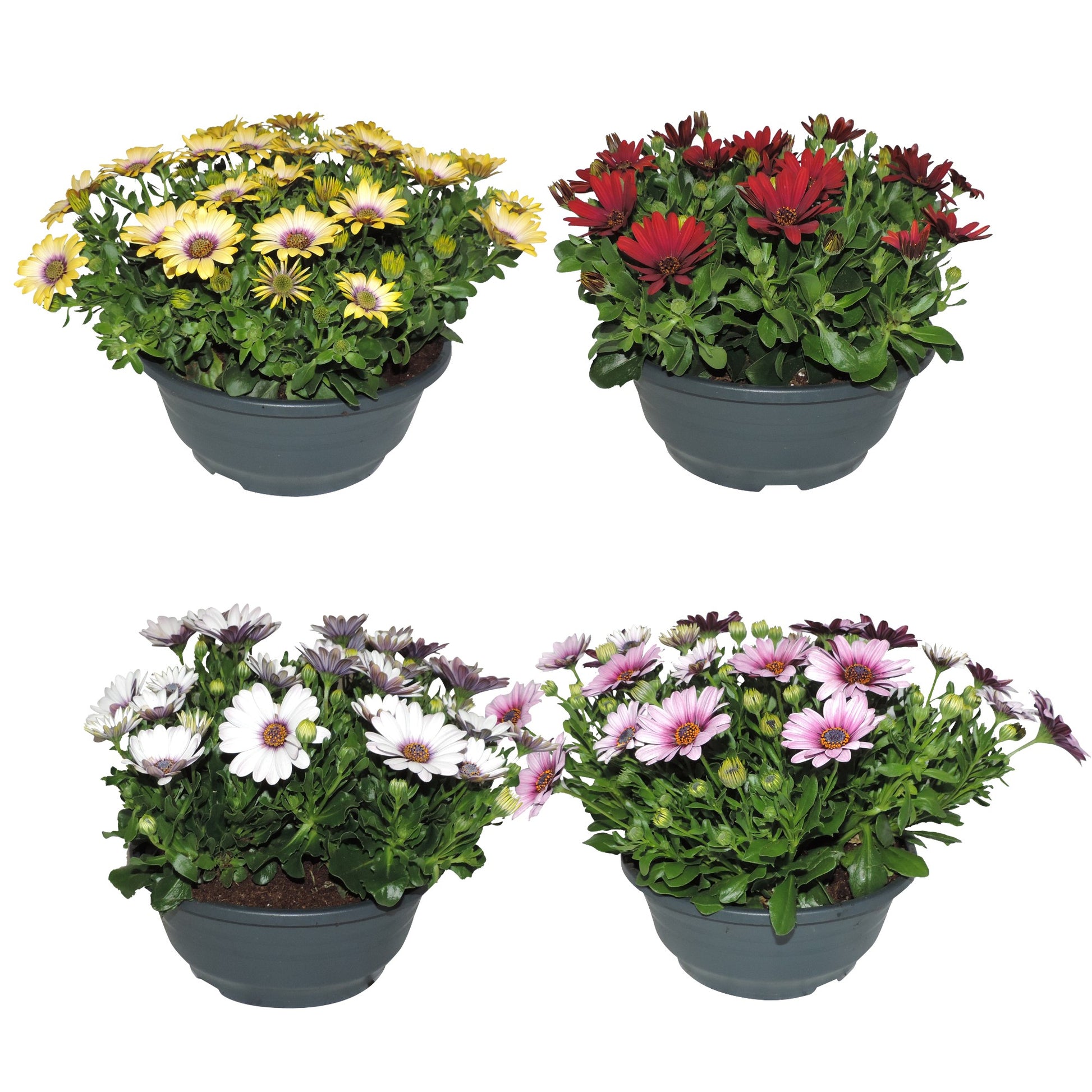 Osteospermum Senorita mix 25cm 19cm Pot