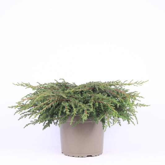 Juniperus Repanda 40cm 23cm Pot