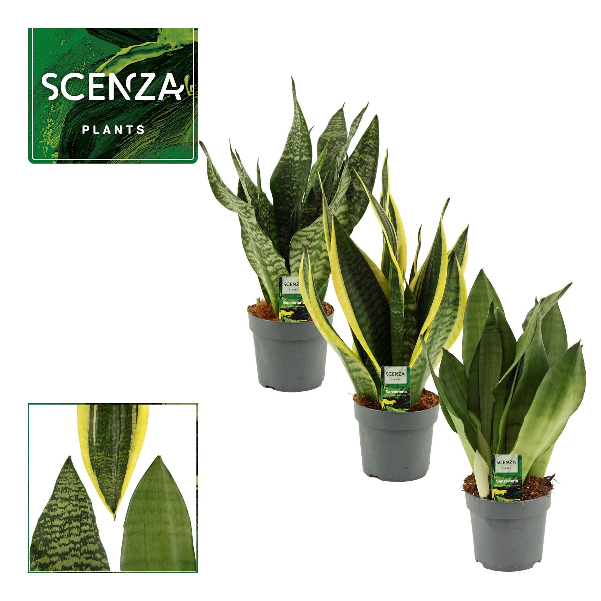 Sansevieria trifasciata 40cm 14cm Pot