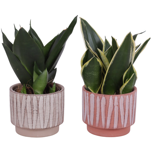 Sansevieria trifasciata 25cm 11cm Pot