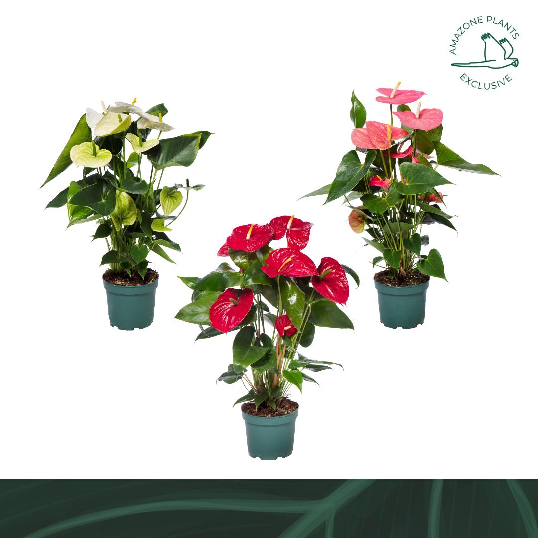 Amazoneplants BV Anthurium mix Pack of 6