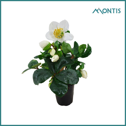 Helleborus niger Christmas Carol 14cm 6cm Pot