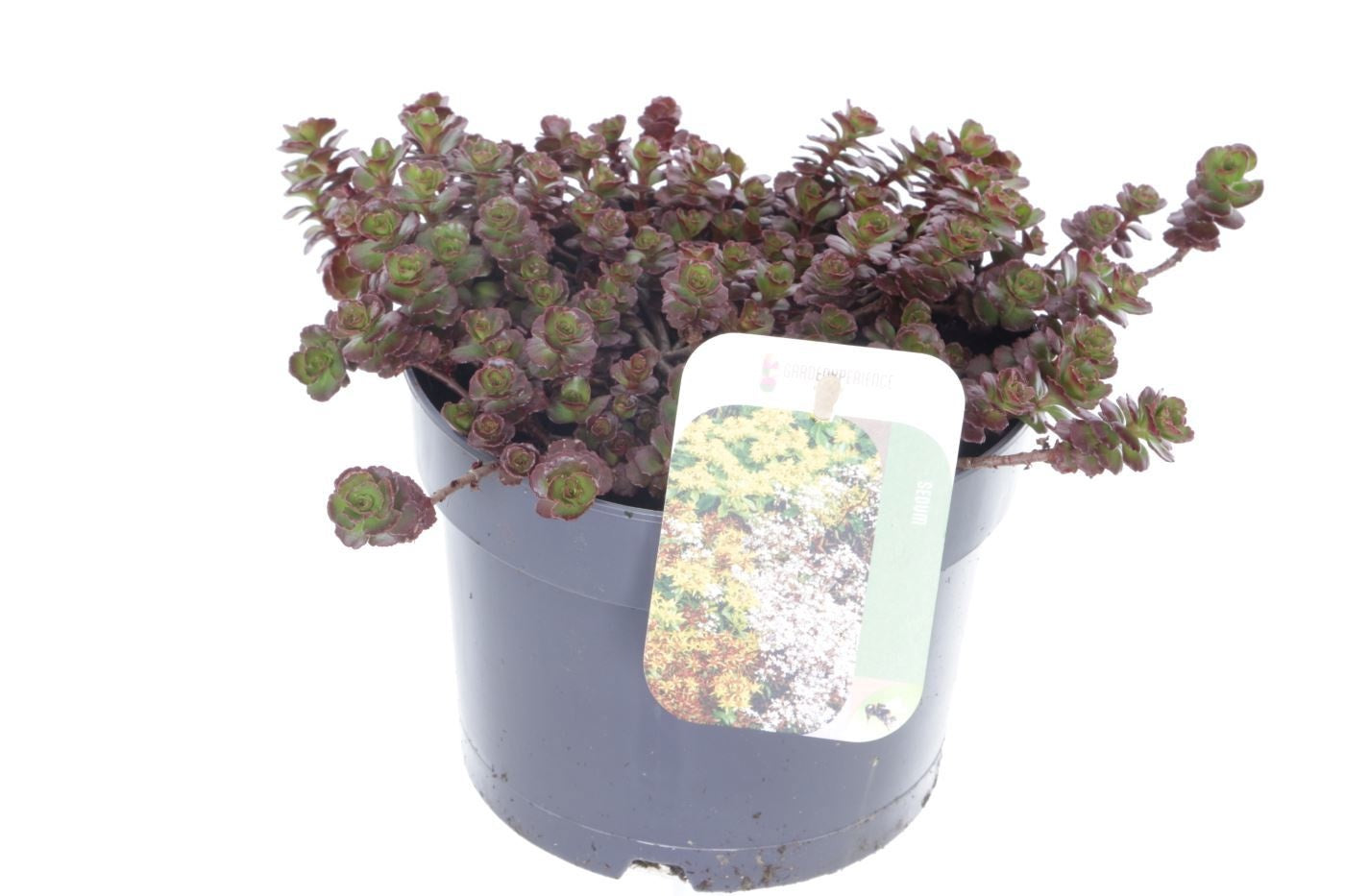 Sedum spurium 15cm 17cm Pot