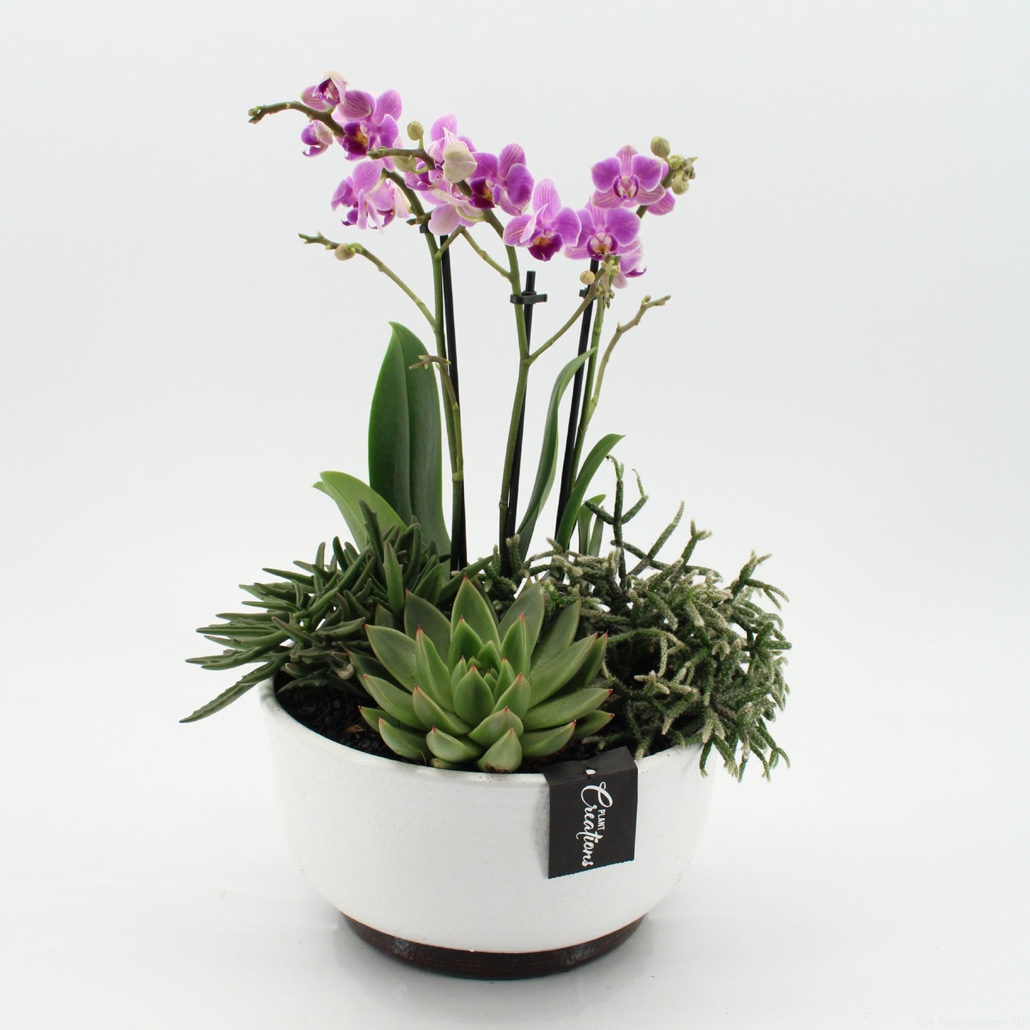 PHAL-2651RZ Phalaenopsis creatie 45cm 22cm Pot
