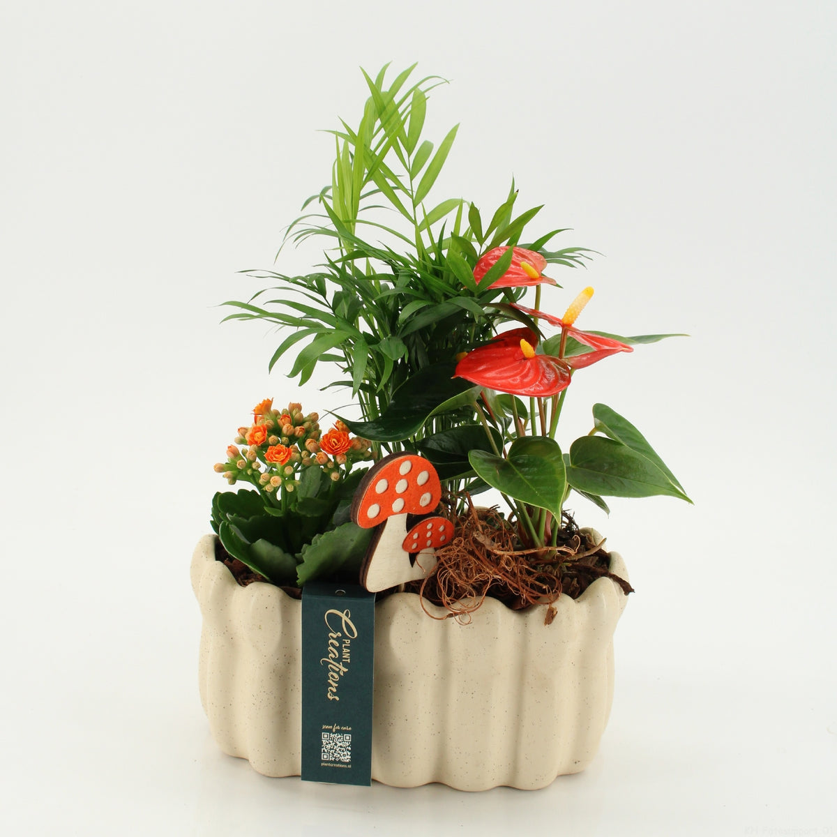 Indoor green arrangement 35cm 23cm Pot