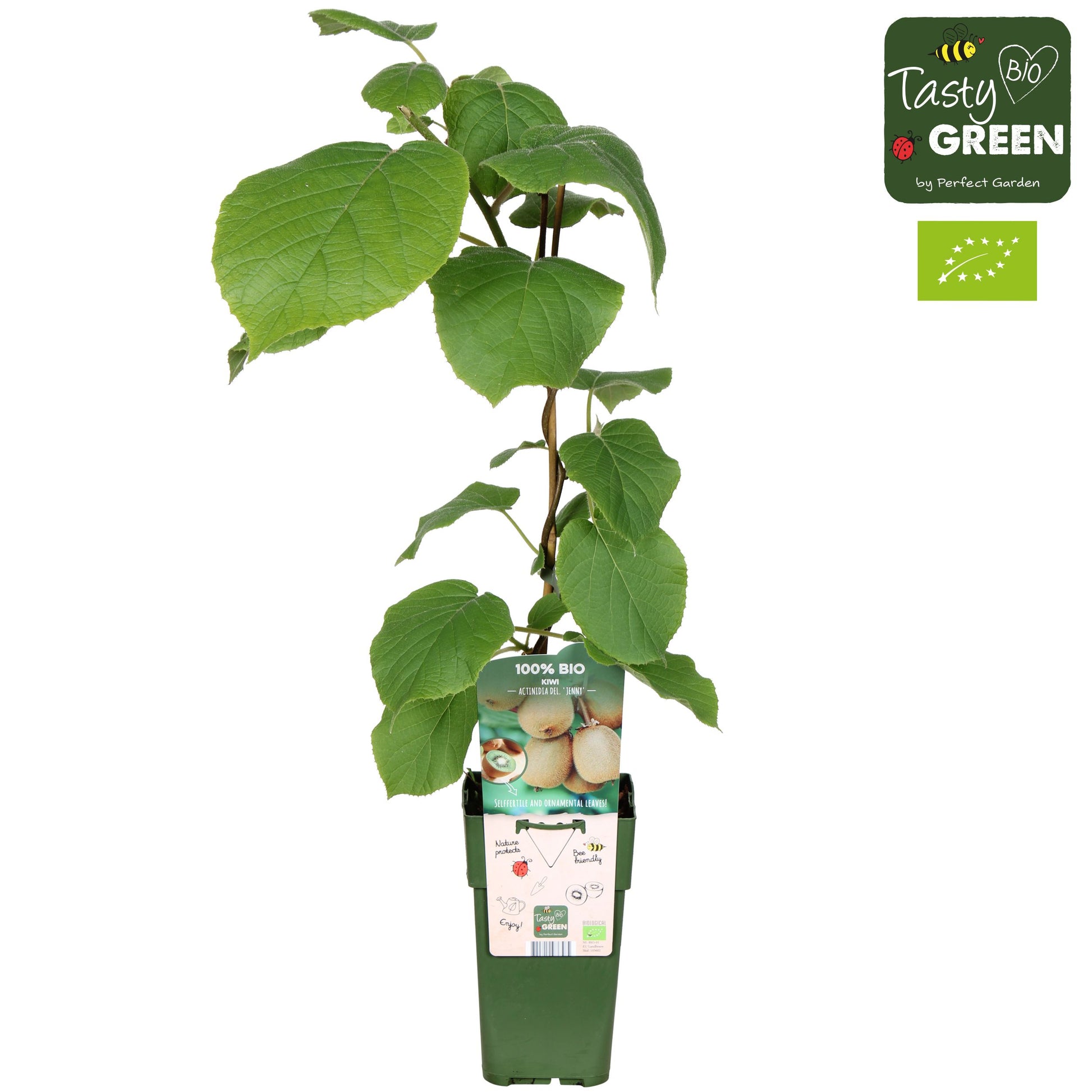 Actinidia deliciosa Jenny (Hardy Kiwi) 50cm 15cm Pot