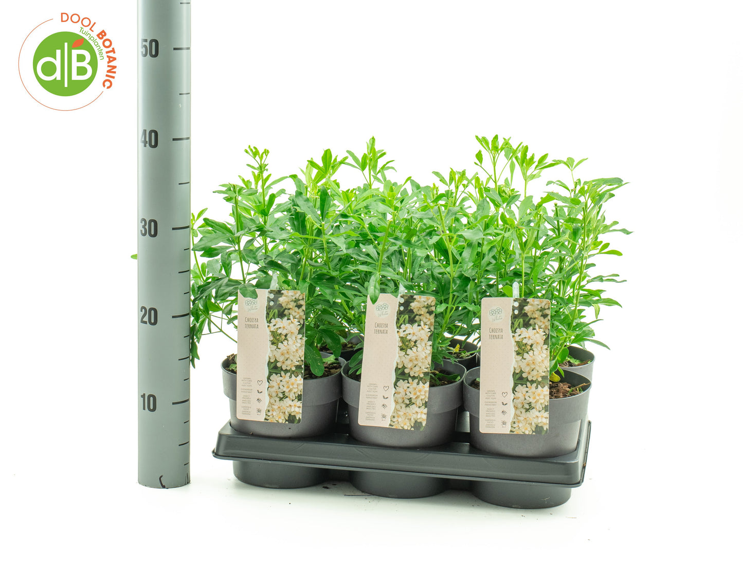 Dool Botanic Choisya ternata Aztec Pearl Pack of 6