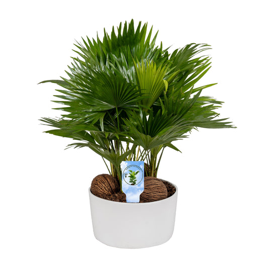 Livistona rotundifolia 48cm 26cm Pot