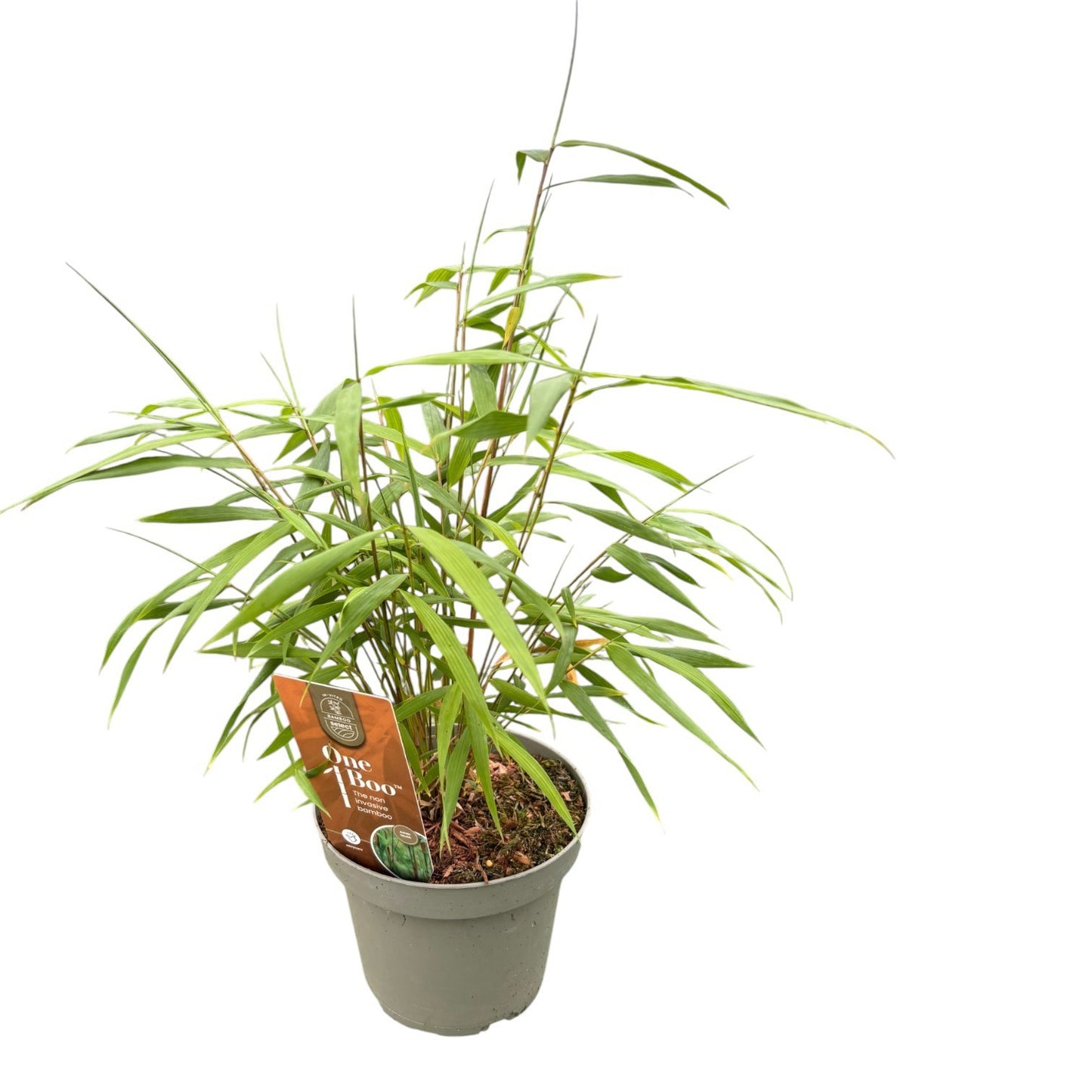 Fargesia Asian Wonder 20cm 14cm Pot