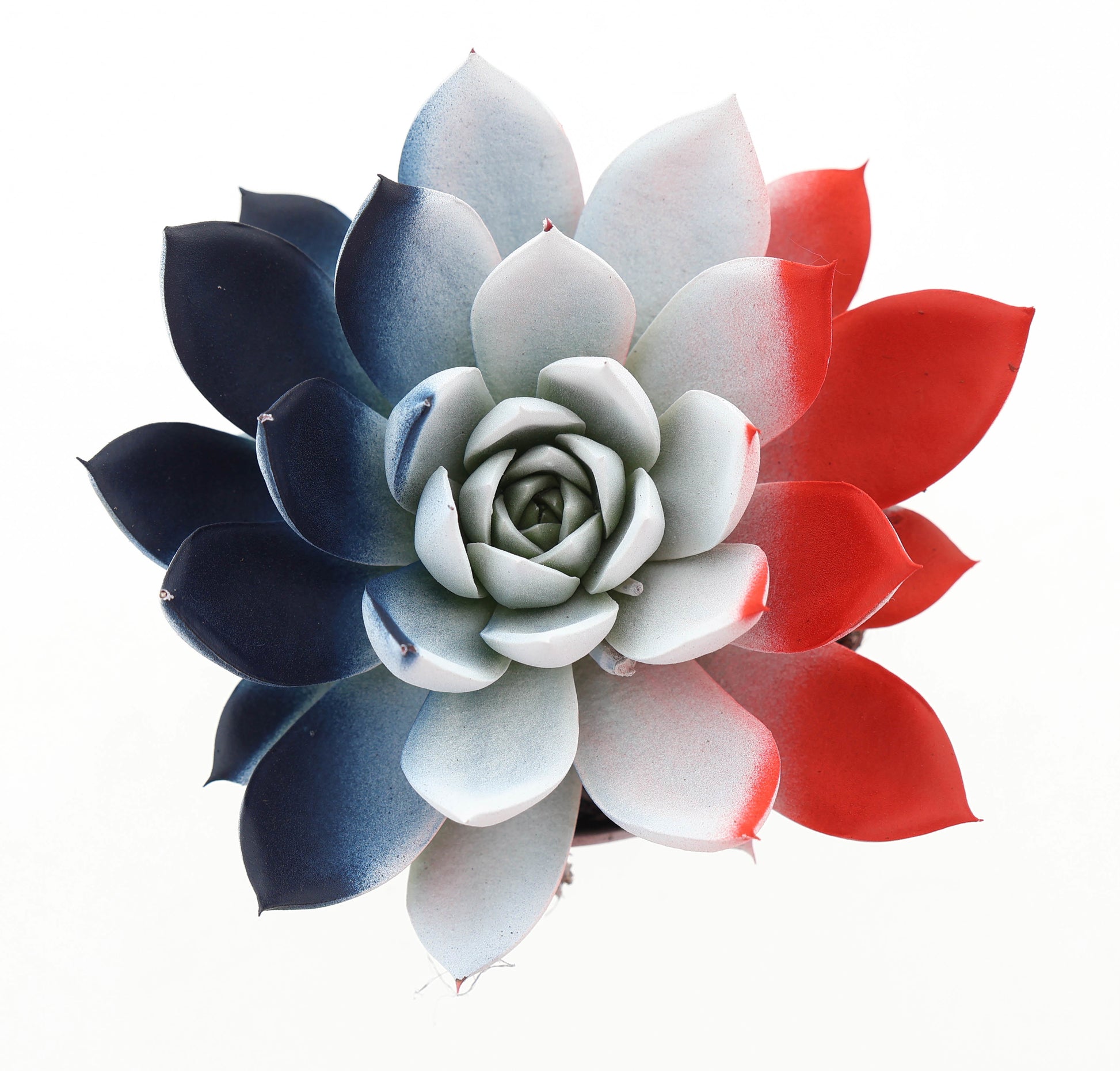 Rainbow France 10cm Special Pot (508)
