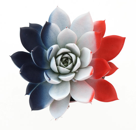 Rainbow France 10cm Special Pot (508)