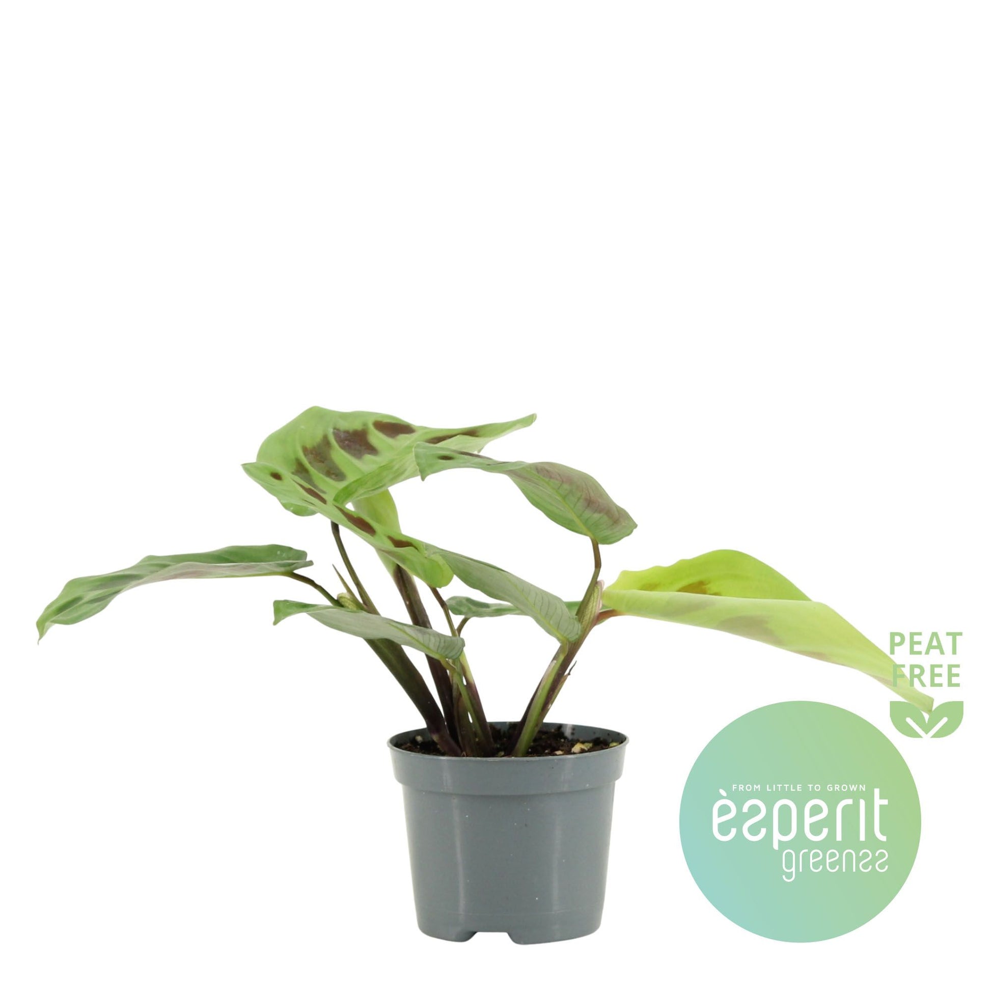 Maranta Kerchoveana 25cm 8.5cm Pot